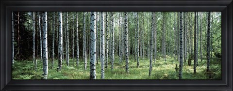 Framed White Birches Aulanko National Park Finland Print