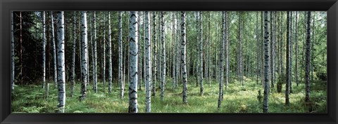Framed White Birches Aulanko National Park Finland Print