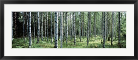 Framed White Birches Aulanko National Park Finland Print