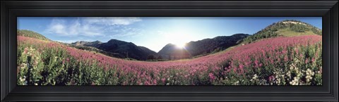 Framed Albion Basin UT USA Print