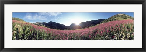 Framed Albion Basin UT USA Print