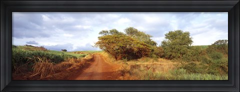 Framed Dirt road passing through a agricultural field, Kauai, Hawaii, USA Print