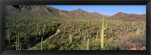 Framed Saguaro National Park, Arizona Print