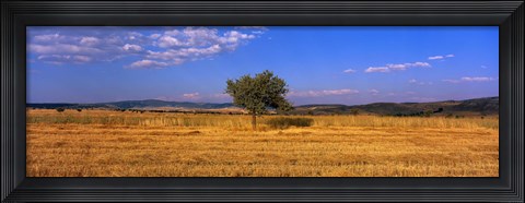 Framed Wheat Field Central Anatolia Turkey Print