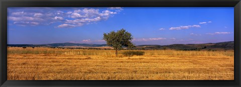 Framed Wheat Field Central Anatolia Turkey Print