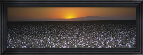 Framed Cotton crops in a field, San Joaquin Valley, California, USA Print