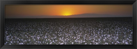 Framed Cotton crops in a field, San Joaquin Valley, California, USA Print