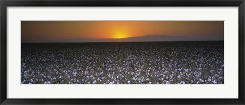 Framed Cotton crops in a field, San Joaquin Valley, California, USA Print
