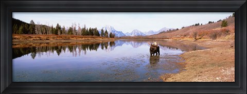 Framed Bull Moose Grand Teton National Park WY USA Print