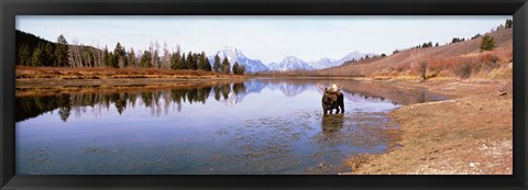 Framed Bull Moose Grand Teton National Park WY USA Print