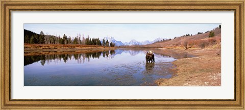 Framed Bull Moose Grand Teton National Park WY USA Print
