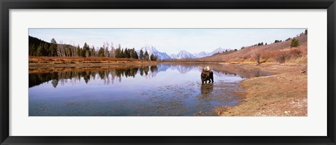 Framed Bull Moose Grand Teton National Park WY USA Print