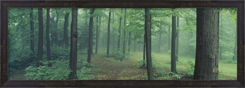 Framed Chestnut Ridge Park, Orchard Park, New York State Print