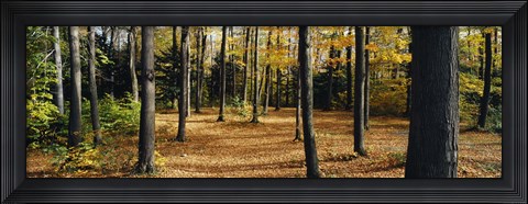 Framed Chestnut Ridge Park Orchard Park NY USA Print