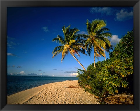 Framed Palm trees and beach, Tahiti French Polynesia Print