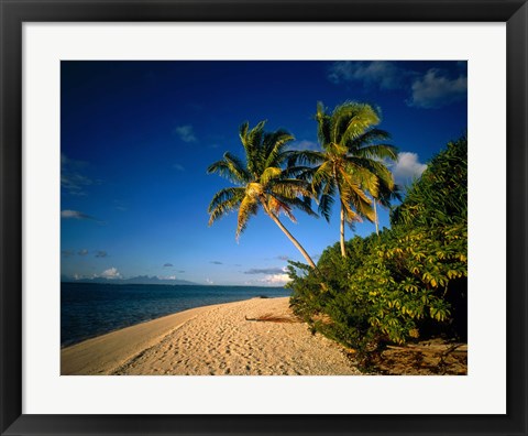 Framed Palm trees and beach, Tahiti French Polynesia Print