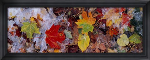 Framed Frost on leaves, Vermont, USA Print