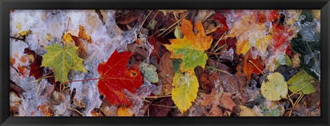 Framed Frost on leaves, Vermont, USA Print