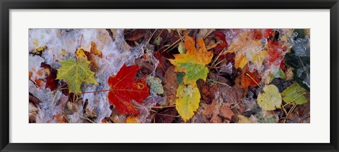 Framed Frost on leaves, Vermont, USA Print