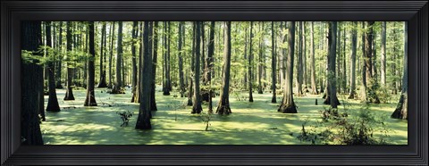 Framed Cypress trees in a forest, Shawnee National Forest, Illinois, USA Print