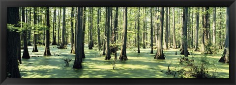 Framed Cypress trees in a forest, Shawnee National Forest, Illinois, USA Print