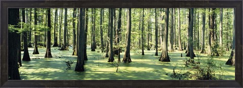 Framed Cypress trees in a forest, Shawnee National Forest, Illinois, USA Print