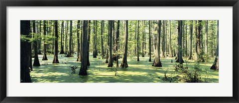 Framed Cypress trees in a forest, Shawnee National Forest, Illinois, USA Print