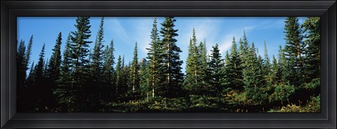 Framed Banff Pine Trees, Alberta, Canada Print