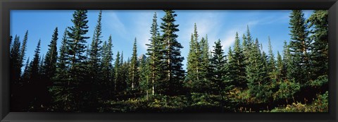 Framed Banff Pine Trees, Alberta, Canada Print