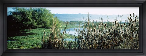 Framed Plants in a marsh, Arcata Marsh, Arcata, Humboldt County, California, USA Print
