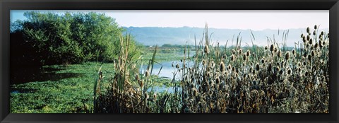 Framed Plants in a marsh, Arcata Marsh, Arcata, Humboldt County, California, USA Print