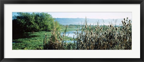 Framed Plants in a marsh, Arcata Marsh, Arcata, Humboldt County, California, USA Print