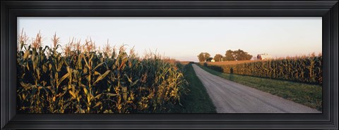 Framed Dirt road passing through fields, Illinois, USA Print