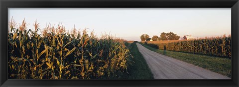 Framed Dirt road passing through fields, Illinois, USA Print