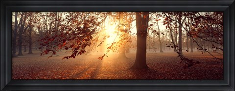 Framed Beech Trees Uppland Sweden Print