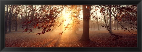 Framed Beech Trees Uppland Sweden Print