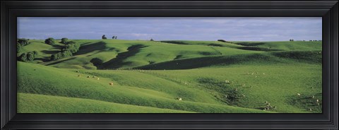 Framed Sheep grazing, Southland New Zealand Print