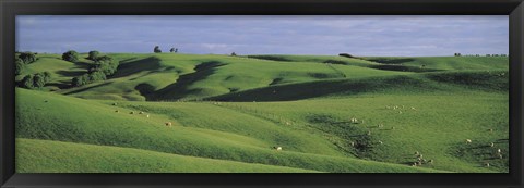 Framed Sheep grazing, Southland New Zealand Print