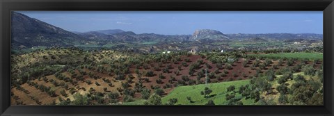 Framed Olive Groves Andalucia Spain Print