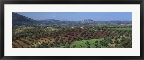 Framed Olive Groves Andalucia Spain Print