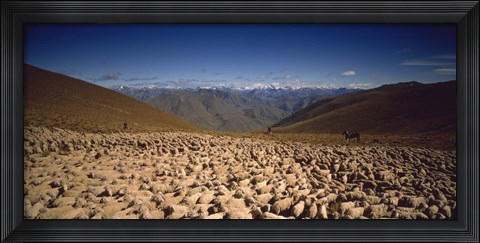 Framed Sheep Otago New Zealand Print