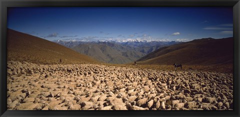 Framed Sheep Otago New Zealand Print