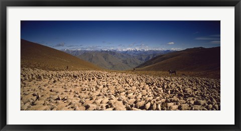 Framed Sheep Otago New Zealand Print