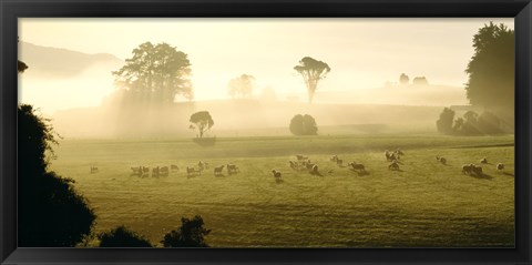 Framed Farmland &amp; Sheep Southland New Zealand Print