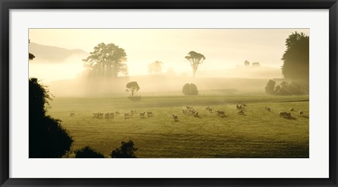 Framed Farmland &amp; Sheep Southland New Zealand Print