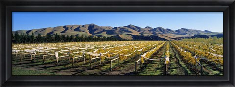 Framed Vineyards N Canterbury New Zealand Print