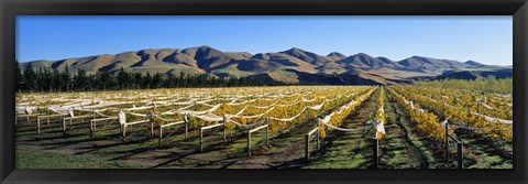 Framed Vineyards N Canterbury New Zealand Print