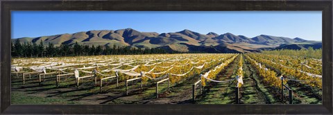 Framed Vineyards N Canterbury New Zealand Print