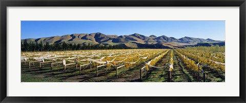 Framed Vineyards N Canterbury New Zealand Print