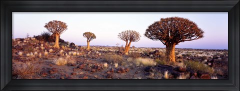 Framed Quiver Trees Namibia Africa Print